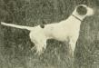 Fishel&#x27;s Frank (1904) 1906 Field Trials