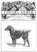Crate, from the October 31st 1891 Fanciers' journal