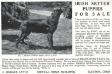 Smada Byrd's King, Kennel Ad
