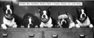 Lord Derby and his kennel buddies, Gordon Boy, Gretchen, Derby&#x27;s Bust R and Tommy Tucker
