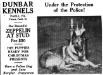 Zeppelin of Dunbar&#x27;s December 1921 Kennel Ad from Country Life
