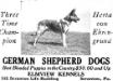 Herta vom Ehrengrund's Kennel Ad from a 1916 Vanity Fair