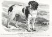 Prince Charlie (c.1886) [Mr. Ford Bagnall's] {Landseer}