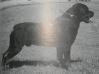 From the book "30 Years of European Rottweiler Breeding" of Guy Verschatse, Belgium