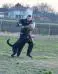 Gaucho in training, March 2016