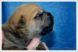 Ursus  5 days old
