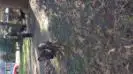 Beauty running 