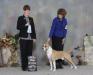 Cdn Champion @ AKC/Calgary/AB/Canada -Jan 2016