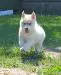 Joyful puppy