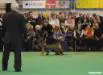 Zamp @ "Crufts" 2008 in Birmingham, England