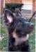 Ares at 6 months head shot