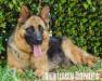 Jasmin Vom Haus Ditrich picture taken by South Florida Shepherds 