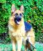 Menta OD Kalicanina picture taken by South Florida Shepherds