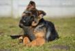 Waikos puppies are incredible, stong temperament, good drives, lots of working abilities!!