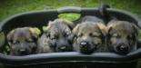 Lexi's litter of pups with Dux Vom Schweizerhof
