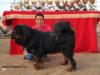 best tibetan mastiff  of  mongolian kynological federation