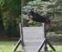 Caden IPO 3 obedience October 15, 2016