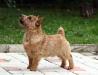 Ben as a puppy