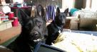 Nox on left Jax on Right