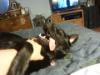 Nox playing dead