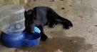 Jax playing in water