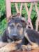 Puppy Xhaiden