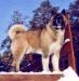 american akita VINTAGE POINT ZHAN POL GOTIE 