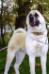 american akita INDEVOR SWEET SUNNY SURPRISE 