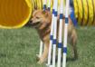Her favorite sport: Agility, conquering her least favorite obstacle