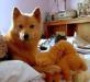 His favorite stuffy--Scotty the Squirrel