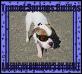 Owner Renee Hardee (Morrell) will return to Morrell after divorce is final. Renee is Tunnel Springs Bullies, and the sole owner/breeder of all d