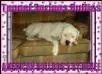 Owner Renee Hardee (Morrell) will return to Morrell after divorce is final. Renee is Tunnel Springs Bullies, and the sole owner/breeder of all d