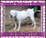 Owner Renee Hardee (Morrell) will return to Morrell after divorce is final. Renee is Tunnel Springs Bullies, and the sole owner/breeder of all d