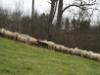 Moving the sheep up a hill