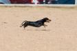 AKC coursing ability test, 11th pass