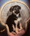 GYTTJA AS A PUP