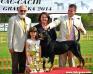 31/08/ 31/08/ 2014  GRADISKA, BIH: At three dog shows won 3xBOB, 1 R.BOG 2X BOG and was Best In Show under judge Milivoje Urosevi