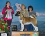 1&#x2F;17&#x2F;2018 - Akita Club of Puget Sound - Best Junior In Sweepstakes &amp; BOS In Puppy Sweepstakes
