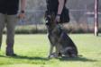 2018-03-10 Central Texas Ringsport's French Ring Trial @ Canine Headquarters, Brevet
