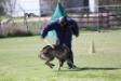 2018-03-10 Central Texas Ringsport's French Ring Trial @ Canine Headquarters, Brevet - Face Attack