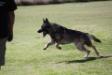 2018-03-10 Central Texas Ringsport's French Ring Trial @ Canine Headquarters, Brevet - Face Attack Whistle Recall Off Bite