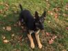 Throw the ball....!!