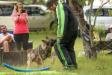 2018-06-02 South TX Syndicate Ringsport Club - MR Trial - Level 1 - Defense of handler w/USMRA decoys Allison Seghetti-Kehoe &amp; Connor Mckeev