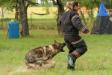 2018-06-02 South TX Syndicate Ringsport Club - MR Trial - Level 1 - Flee attack w/USMRA decoy Allison Seghetti-Kehoe