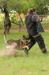 2018-06-02 South TX Syndicate Ringsport Club - MR Trial - Level 1 - Flee attack w/USMRA decoy Allison Seghetti-Kehoe