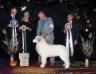 GPCA Puppy Invitational People's Choice