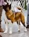 American akita ALL FOR ALMIGHTY BIG BEN 