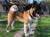 American akita ALL FOR ALMIGHTY BOS TAURUS