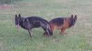 Gelpy Van Rossland  &amp; Bode Aritar Bastet ,this breeding produce the super working dog F1 Geno Van Rossland 