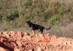 Grim at SAR training 11-28-15 - first time working a live find problem with a hidden target that he did not see leave